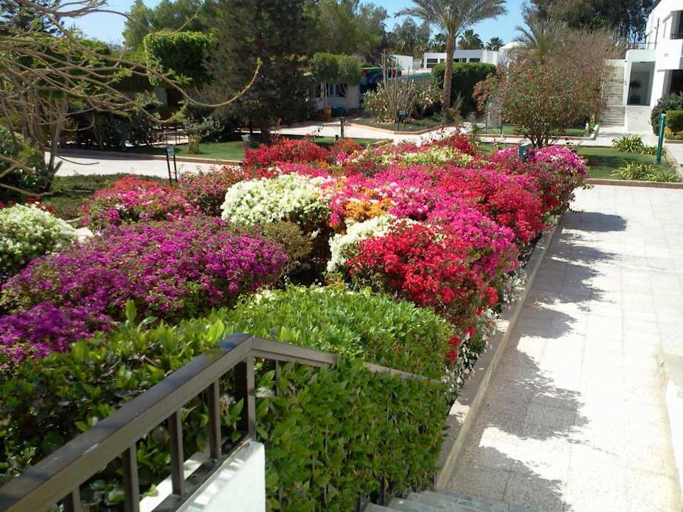 Das ist eine Blumenpracht Ghazala Beach