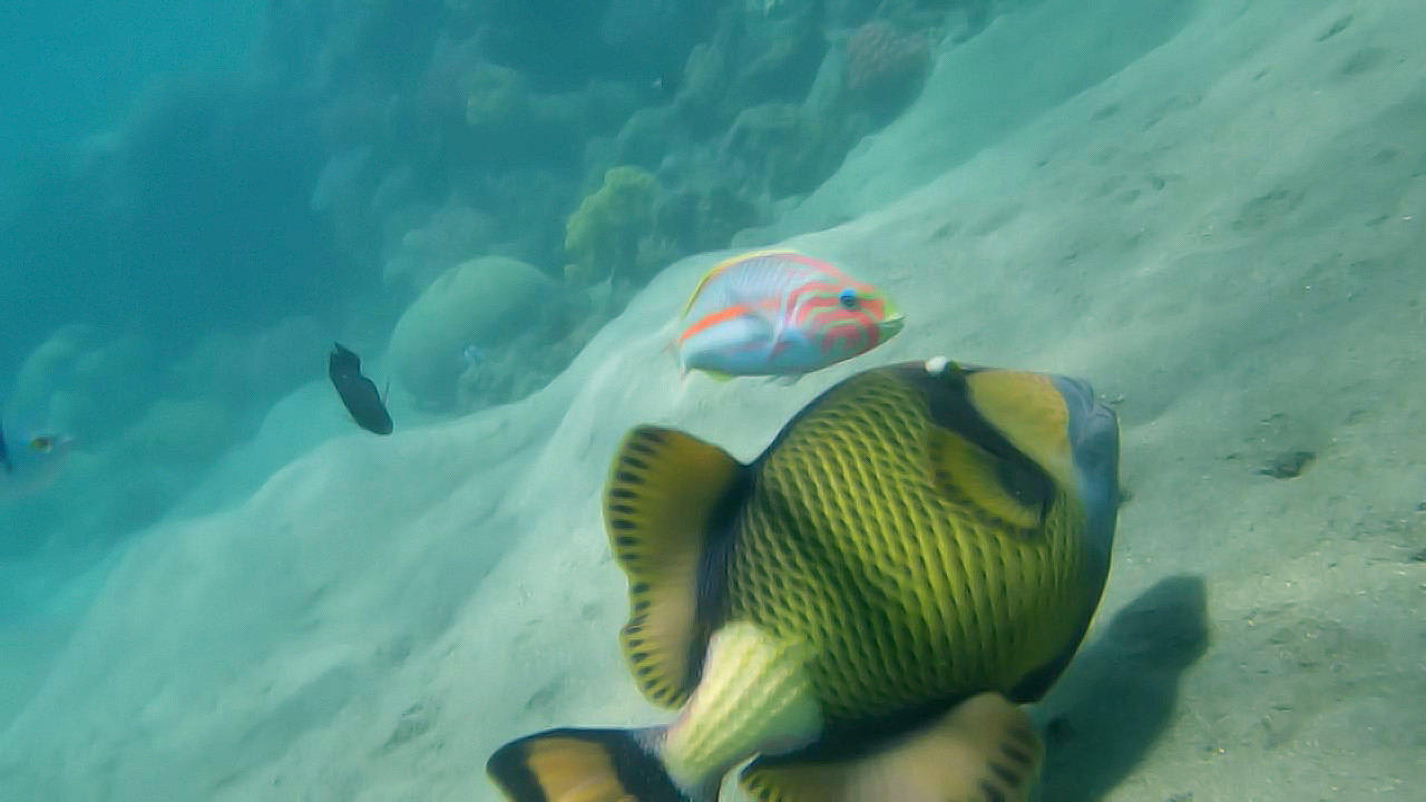 Riesen-Drückerfisch und Junker Lahami Bay Beach Resort