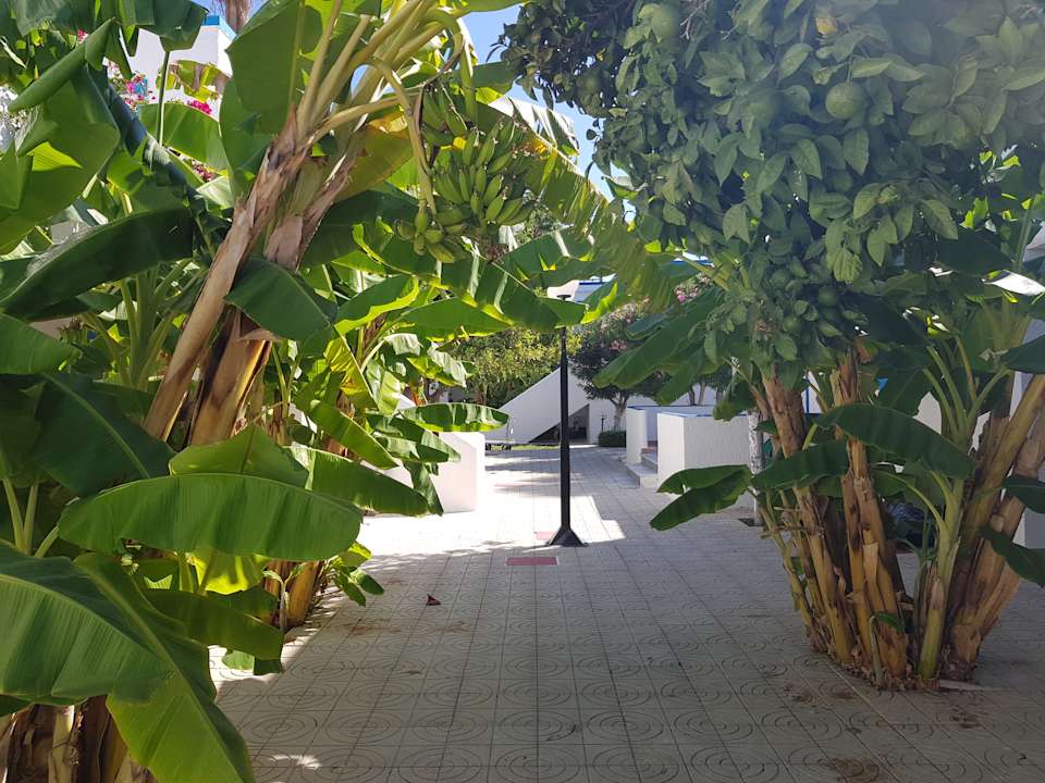 Gartenanlage Hotel Tigaki's Star