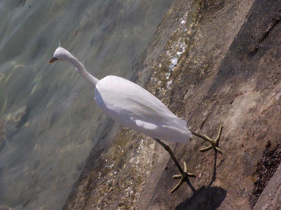 Пришел попить Riviera Aqua Park Resort