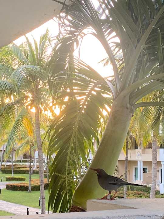 Zimmer Paradisus Rio de Oro Resort & Spa - Adults only