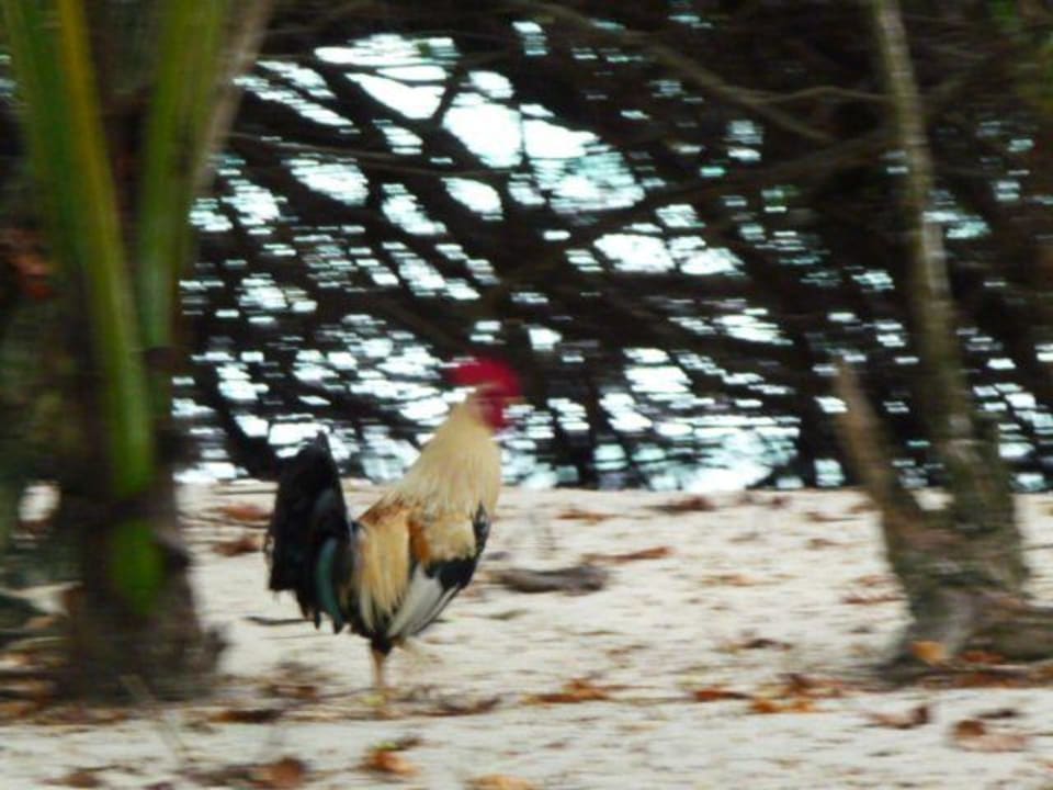 Altro abitante dell'isola Hotel Asdu