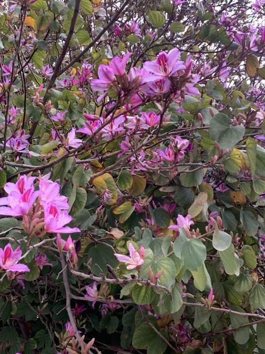 Gartenanlage Melas Holiday Village