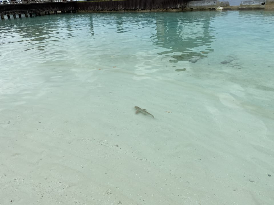 Strand Ellaidhoo Maldives by Cinnamon