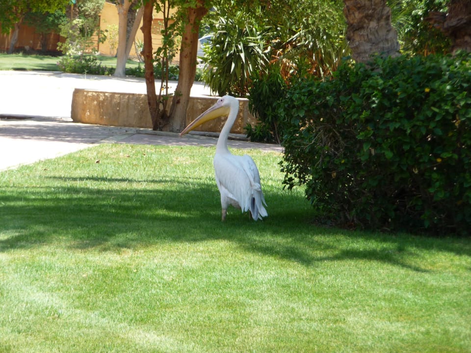 Sindbad Club Aqua Hotel Sindbad Club
