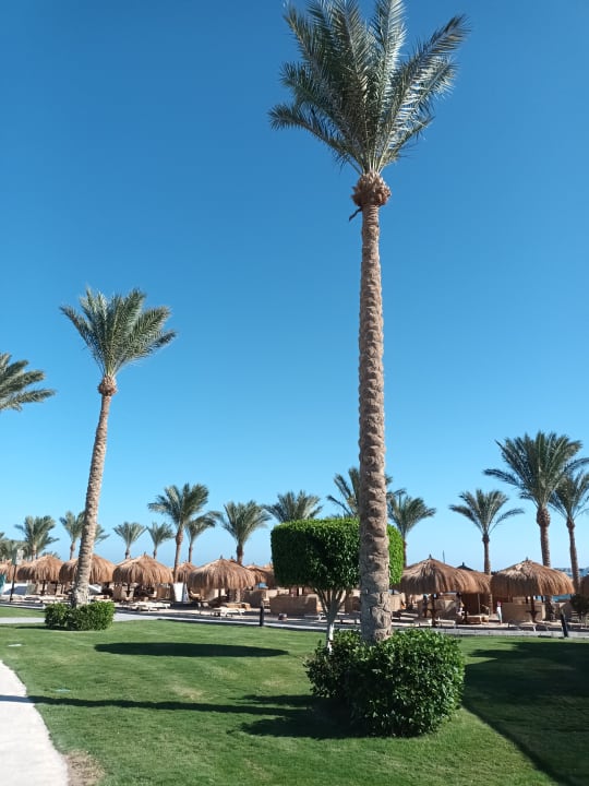 Gartenanlage SUNRISE Royal Makadi Resort