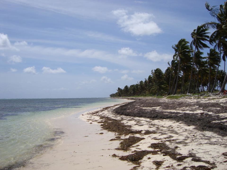 Naturstrand (circa 100 Meter neben dem Hotel) Catalonia Royal Bavaro - Adults only