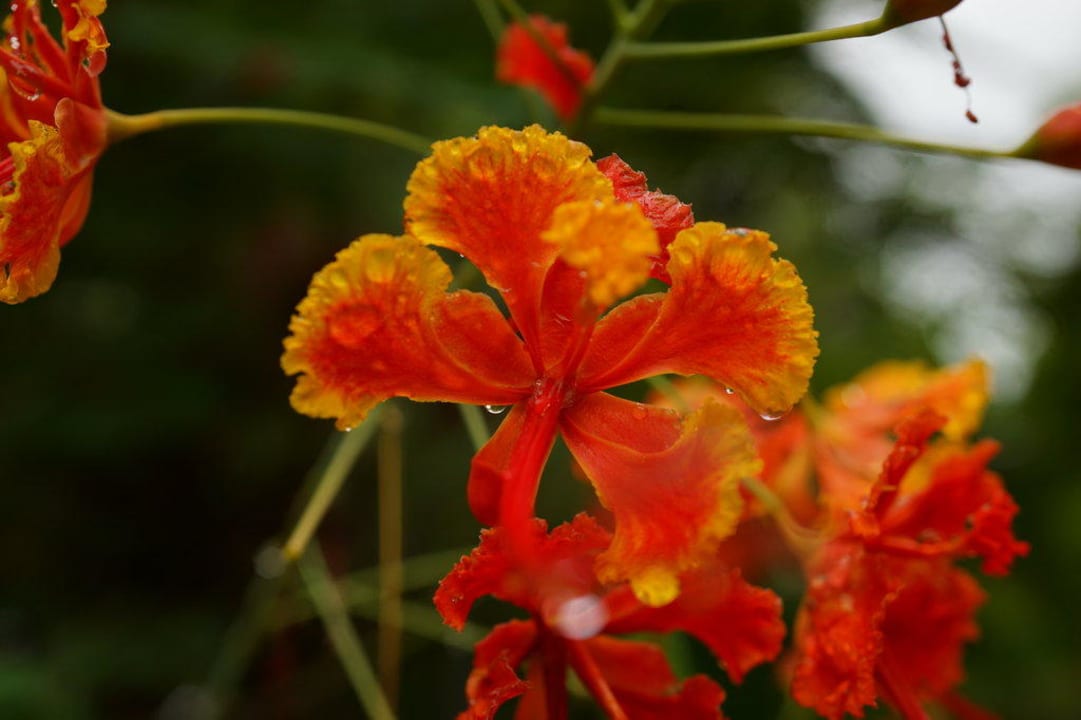 Blumen Lakaz Chamarel Exclusive Lodge