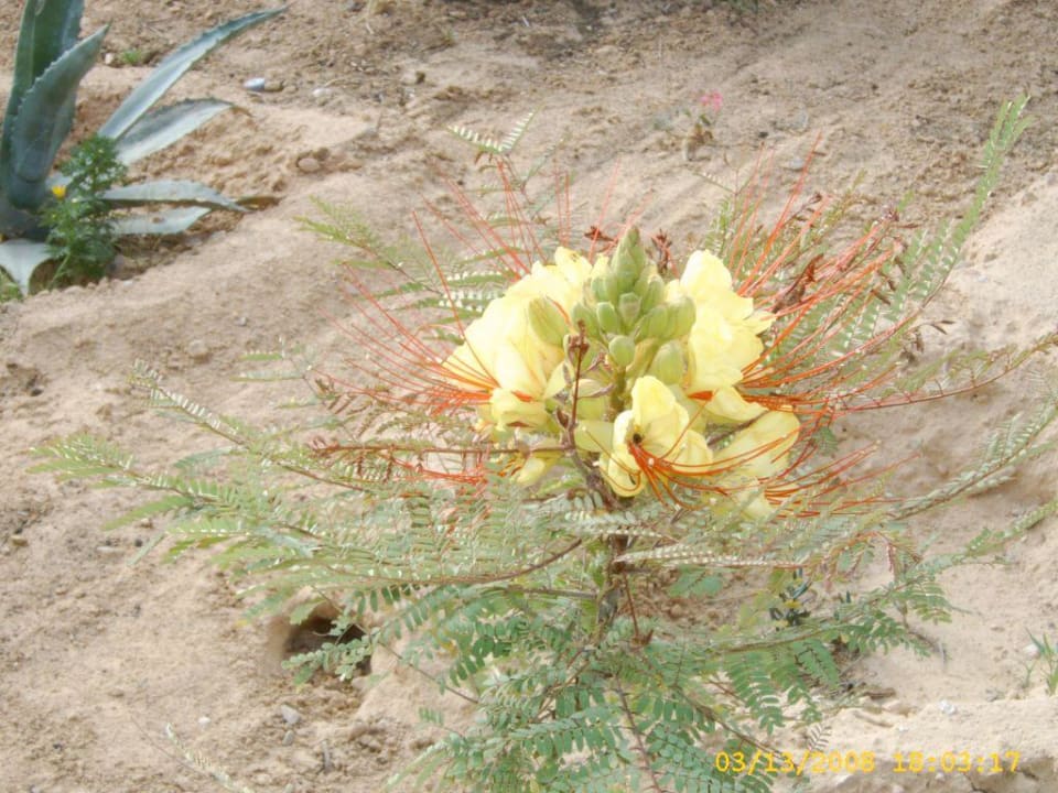 Blühende Mimosen Hotel Sangho Club Zarzis