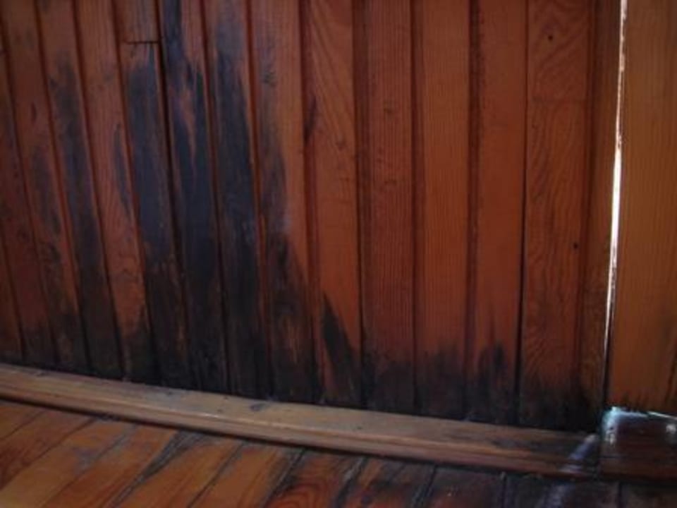 Verschimmeltes Holz von innen. Clover Magic Nova Beach