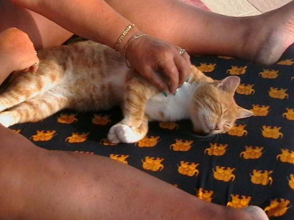 Katzen Hotel El Mouradi Djerba Menzel