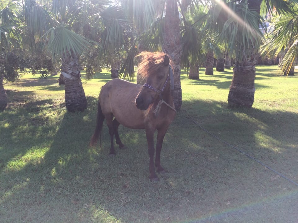 Sonstiges Seaden Sea World Resort & Spa