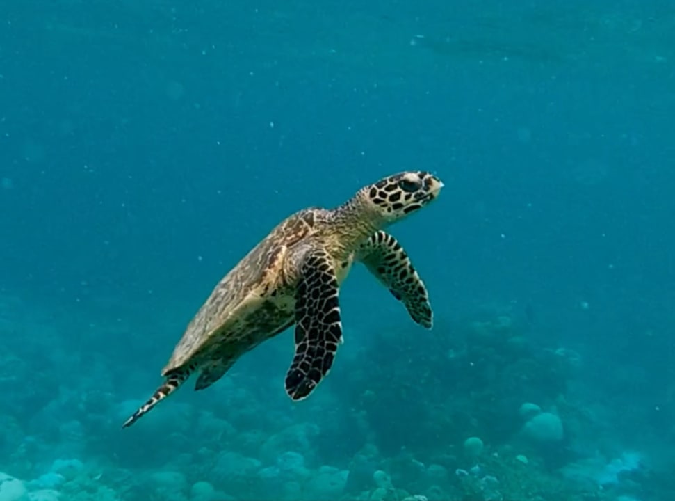 Sport & Freizeit Adaaran Select Meedhupparu Island Resort - Premium All Inclusive