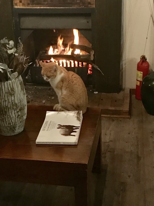 JJ die Hauskatze Woodbury Tented Camp Amakhala