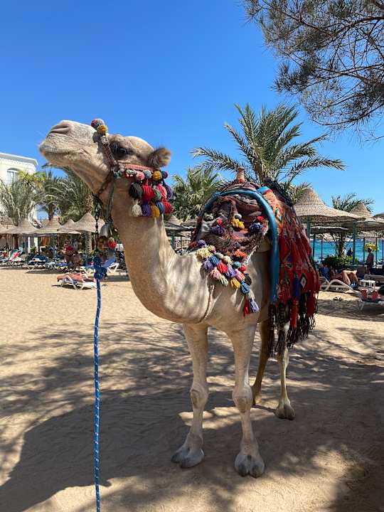 Strand Bella Vista Resort Hurghada