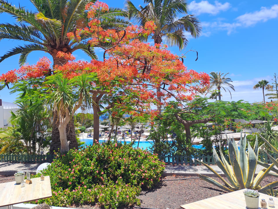 Gartenanlage allsun App.-Hotel Esquinzo Beach