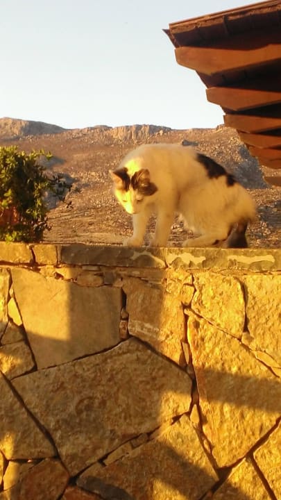 Netter Besuch am frühen Morgen  Apartments Katerina