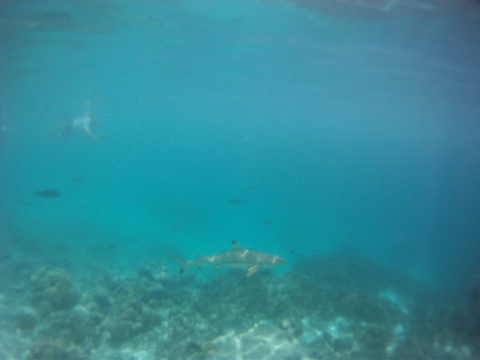 Ein Hai am Steg vorm Eco Center Kuramathi Maldives