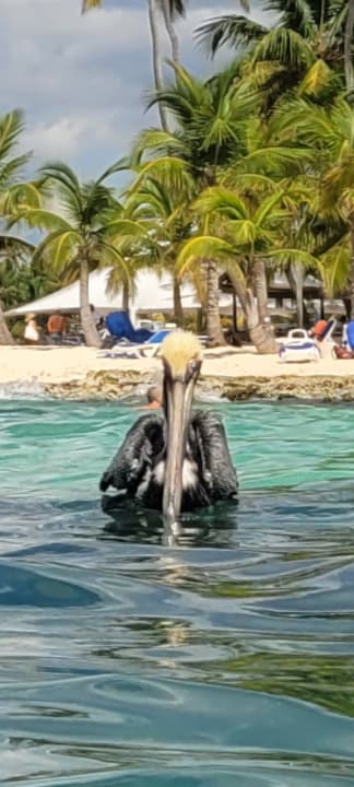 Strand Hotel Viva Dominicus Palace by Wyndham-All Inclusive Resort