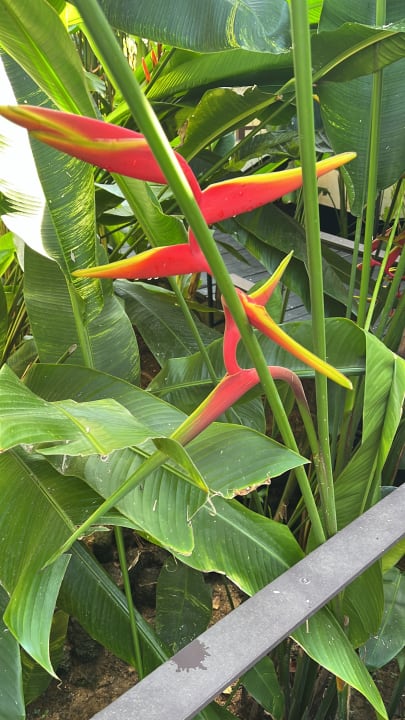 Gartenanlage Bangsak Village