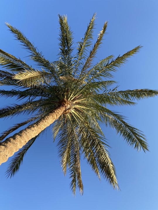 Außenansicht Desert Rose