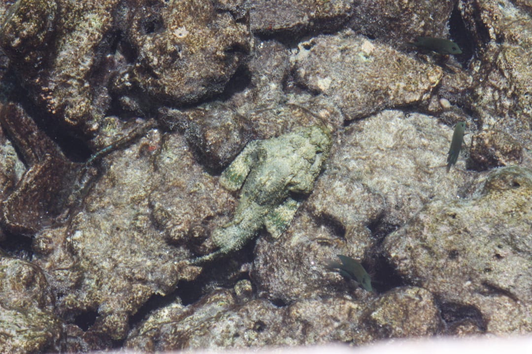 Einer der giftigsten Fische - der Steinfisch Summer Island Maldives