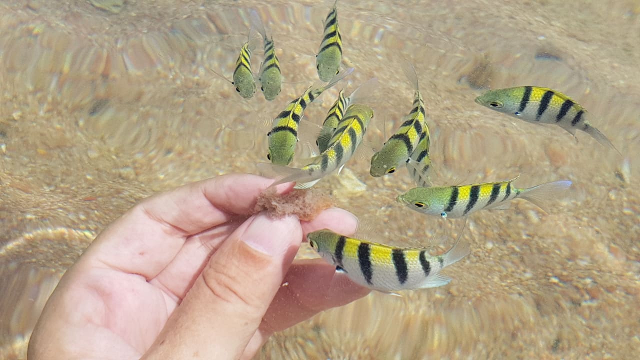 Strand Pickalbatros Citadel Resort