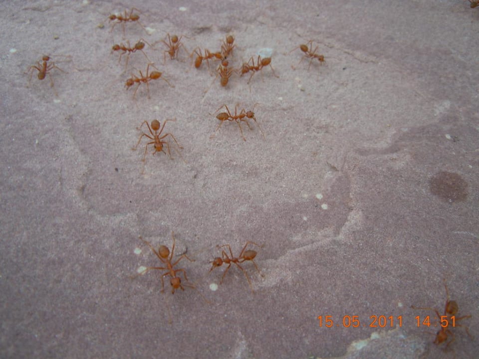 Rote Ameisen Anantara Hua Hin Resort