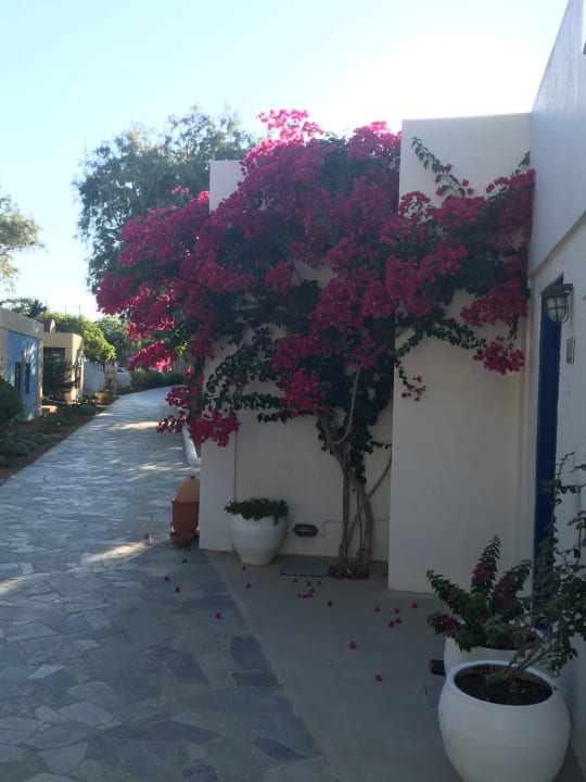 Gartenanlage Knossos Beach Bungalows Suites Resort & Spa