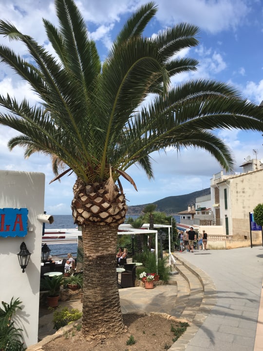 Ausblick Valentin Reina Paguera