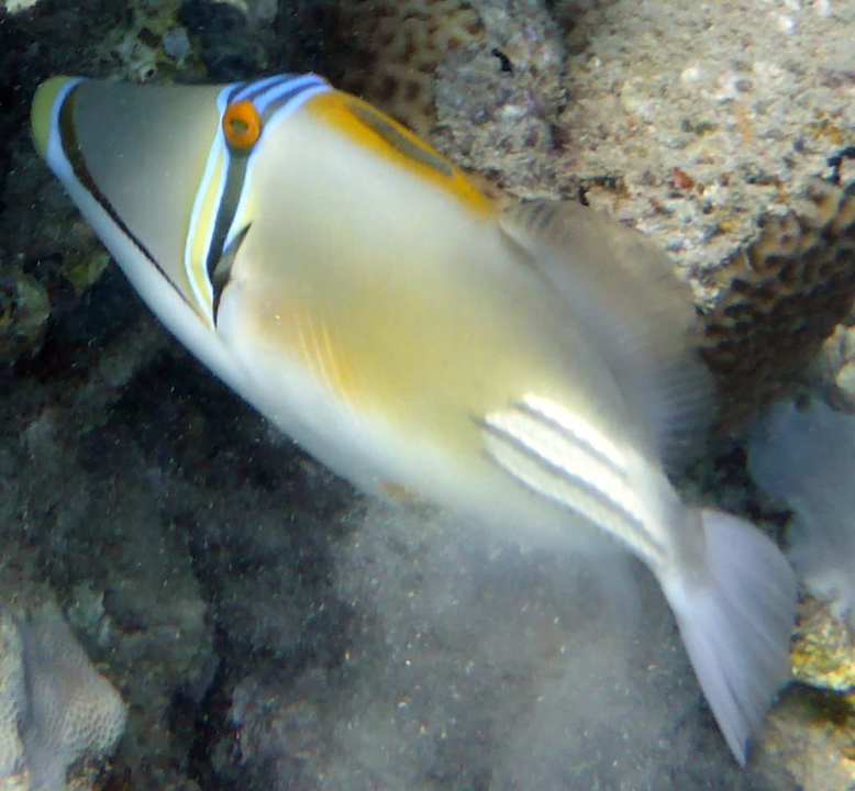 Sonstiges Three Corners Equinox Beach Resort