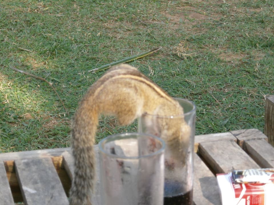 Zuckersüße Streifenhörnchen Mermaid Hotel & Club