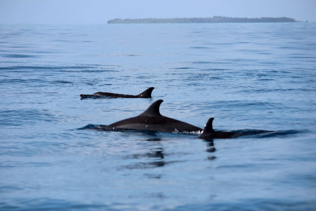 Delfin-Safari NH Collection Maldives Reethi Resort