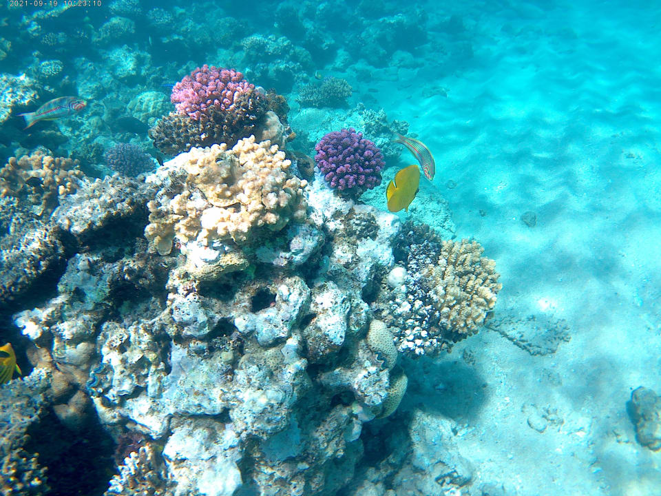 Strand Pickalbatros Citadel Resort