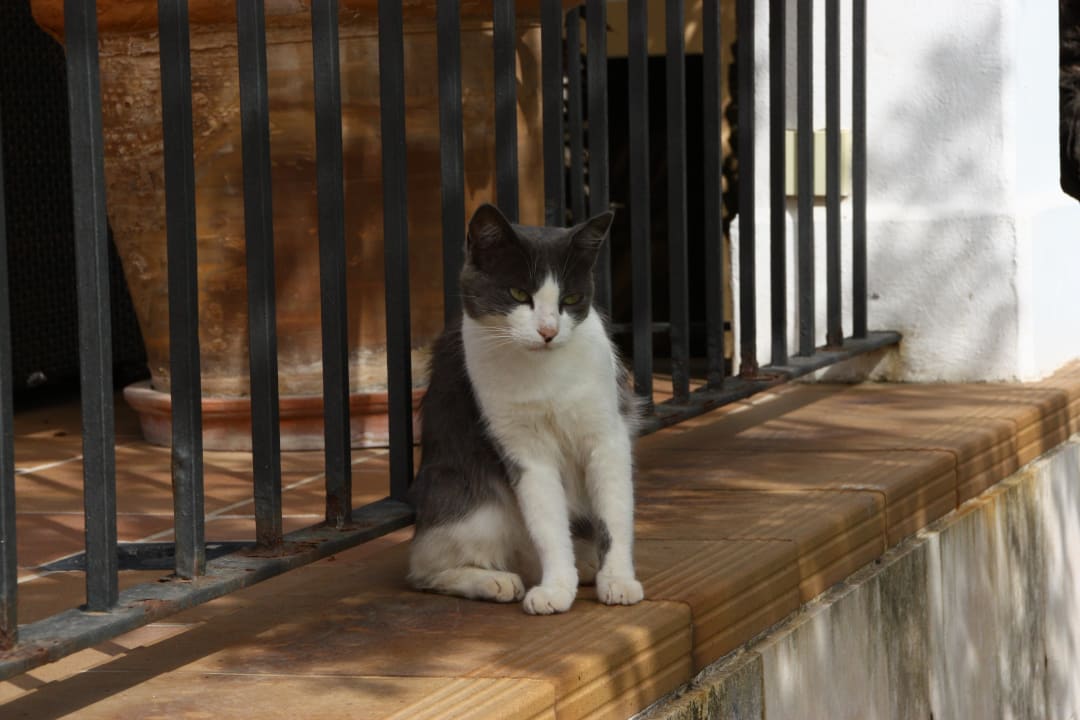 Kleine süße Katzen wollen gestreichelt werden. Prinsotel Mal Pas (Adults only)