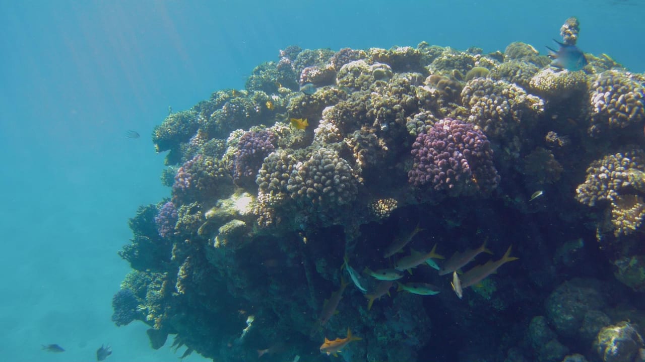 Sport & Freizeit Hotel Gorgonia Beach Resort