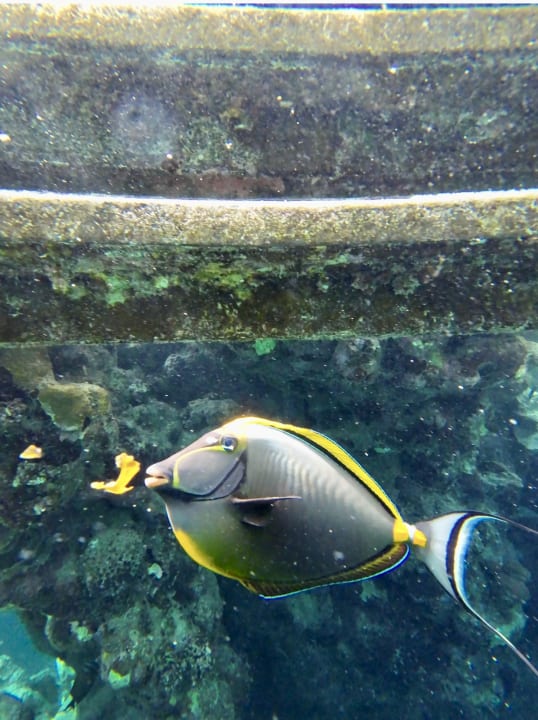 Strand Malikia Resort Abu Dabbab