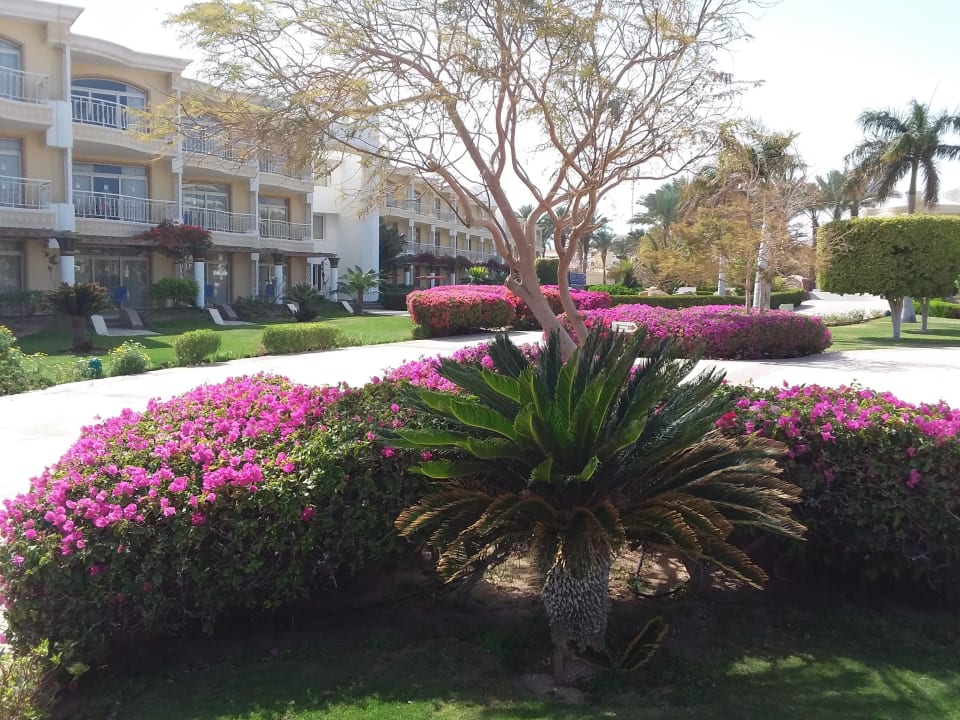 Aussenanlage Palm Royale Resort - Soma Bay