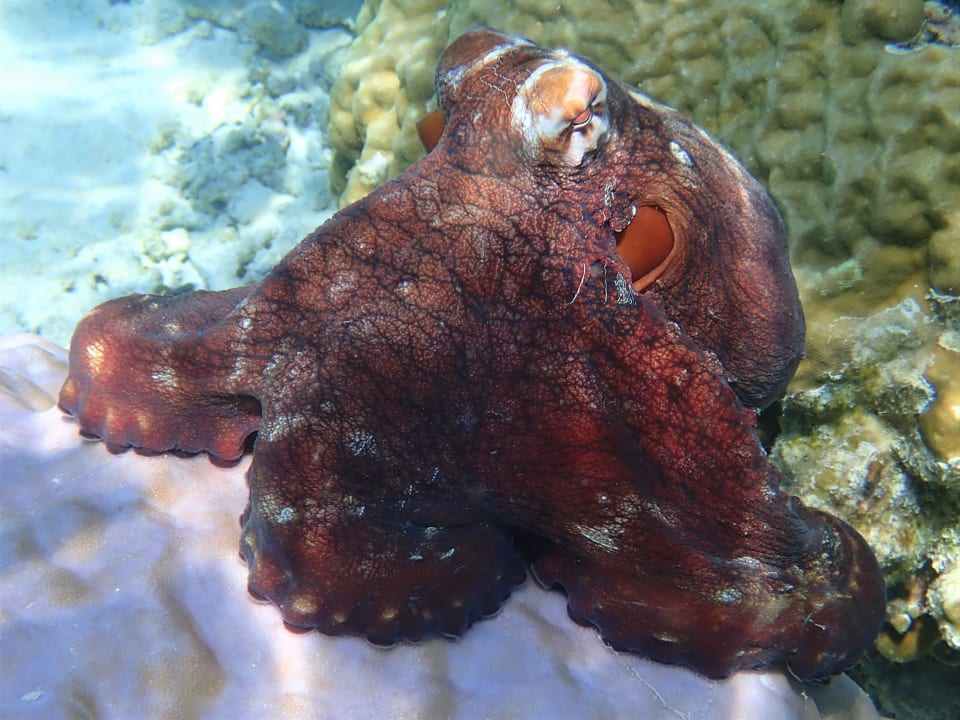 Sport & Freizeit Filitheyo Island Resort