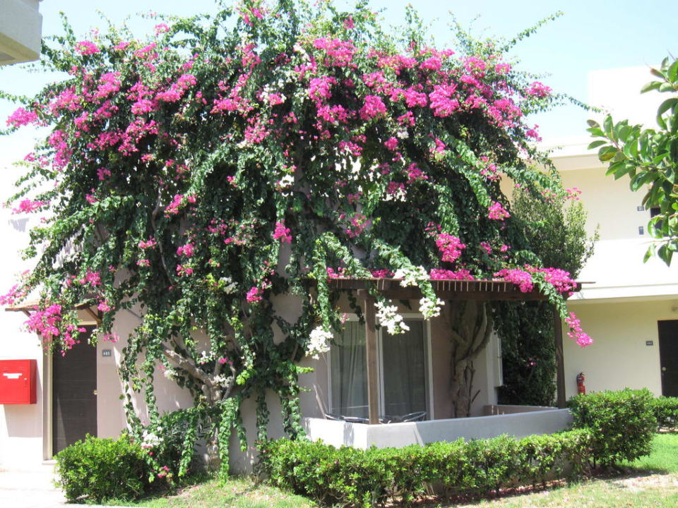 Aussenbereich  Kipriotis Village Resort