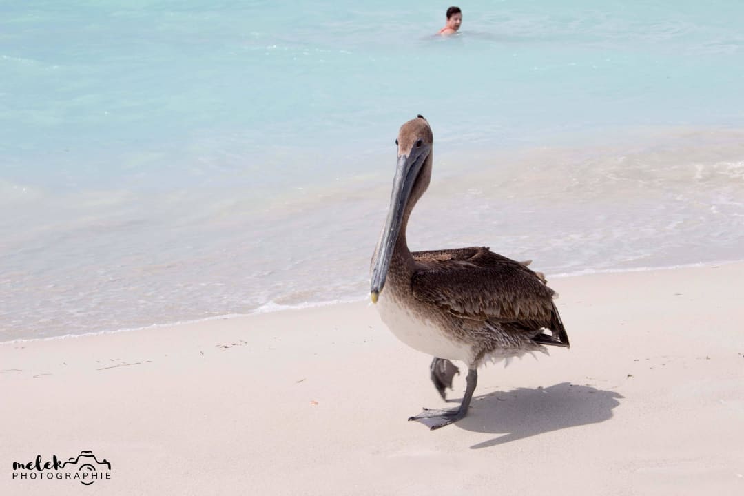 Pelikane laufen da auch rum Blau varadero - Adults only