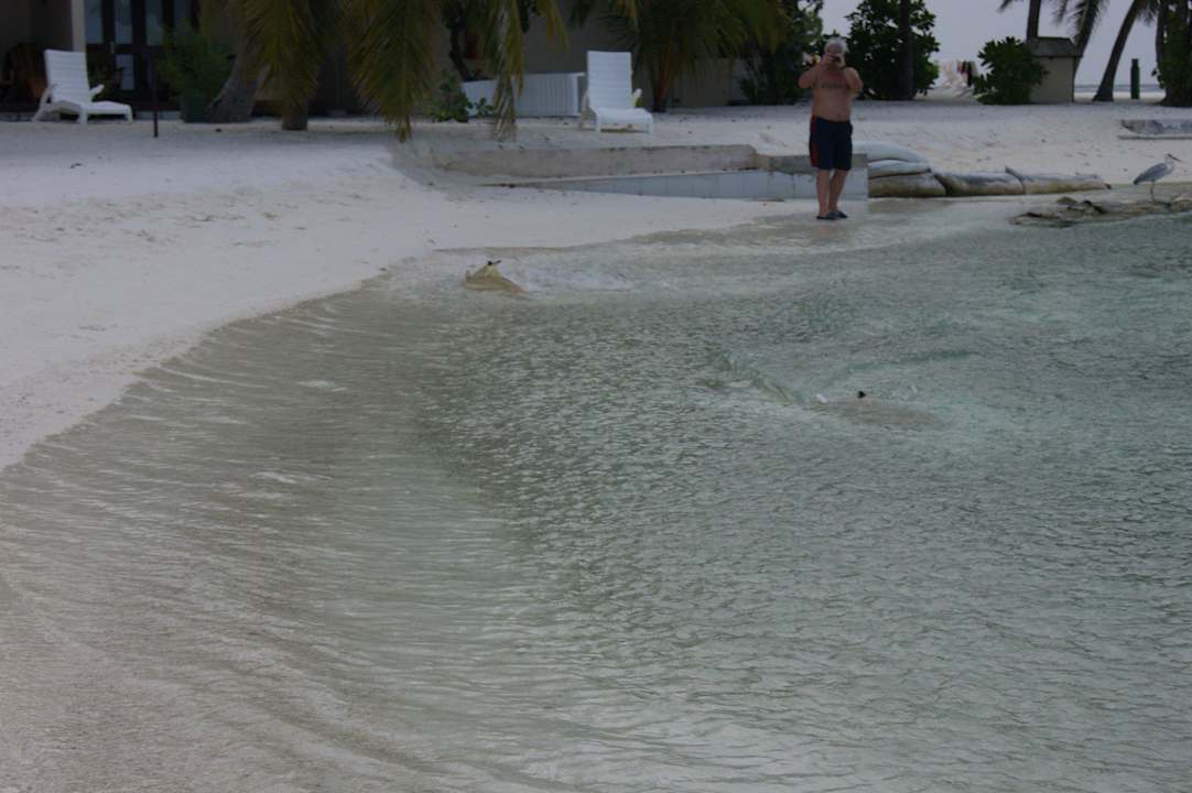 Haie auf der Südseite der Insel Summer Island Maldives
