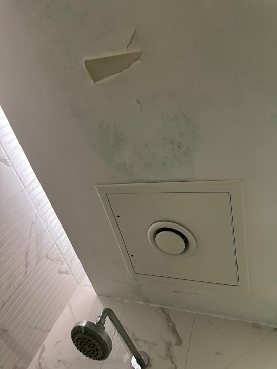 Zimmer Seashell Vega