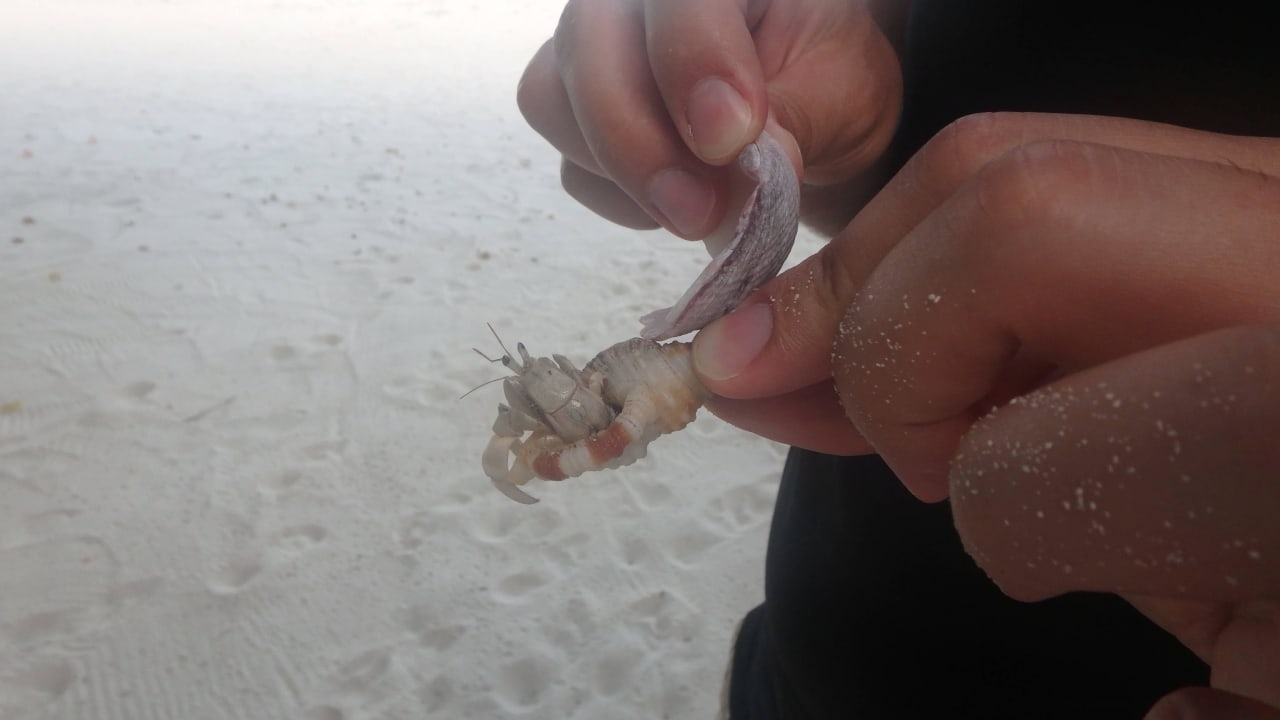 Mitbewohner  Kuredu Island Resort & Spa