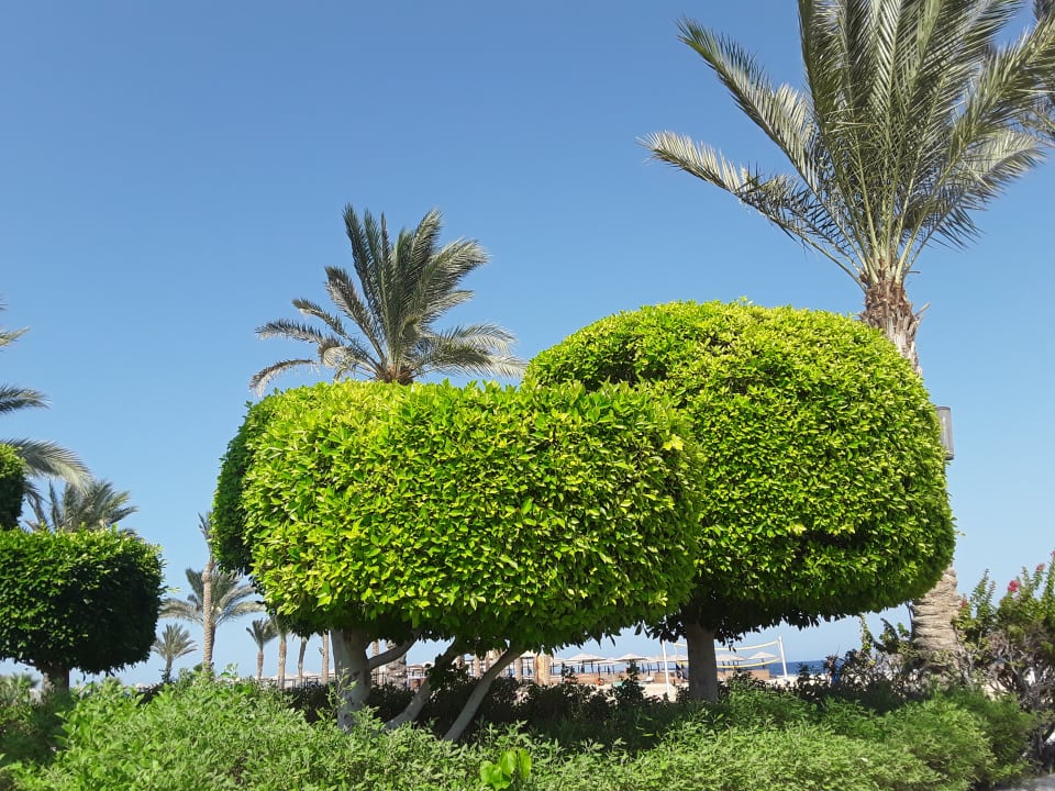 Gartenanlage Pickalbatros Palace Hotel-Port Ghalib