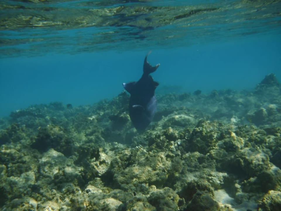 Sport & Freizeit Pickalbatros Alf Leila Wa Leila Resort - Neverland Hurghada