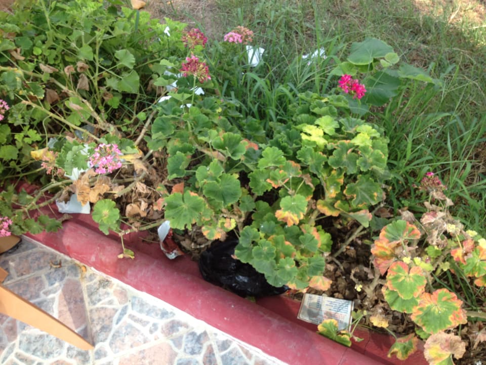 Garten Hotel Özgürhan