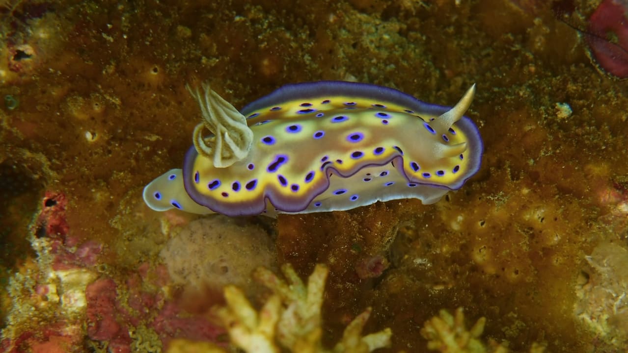 Sport & Freizeit Tompotika Dive Lodge