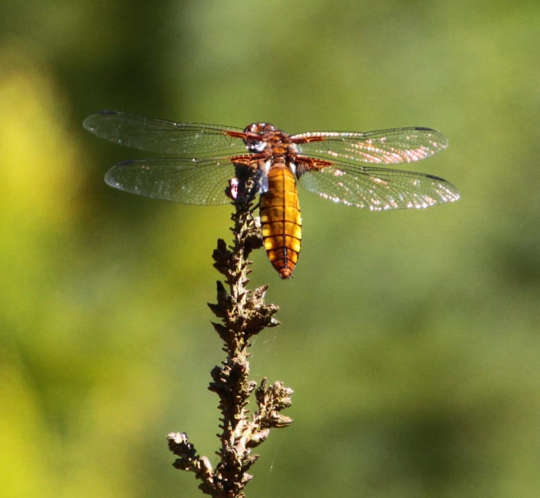 Vor unserer Nase 5 m von der Terrasse Schlössl Hotel Kindl