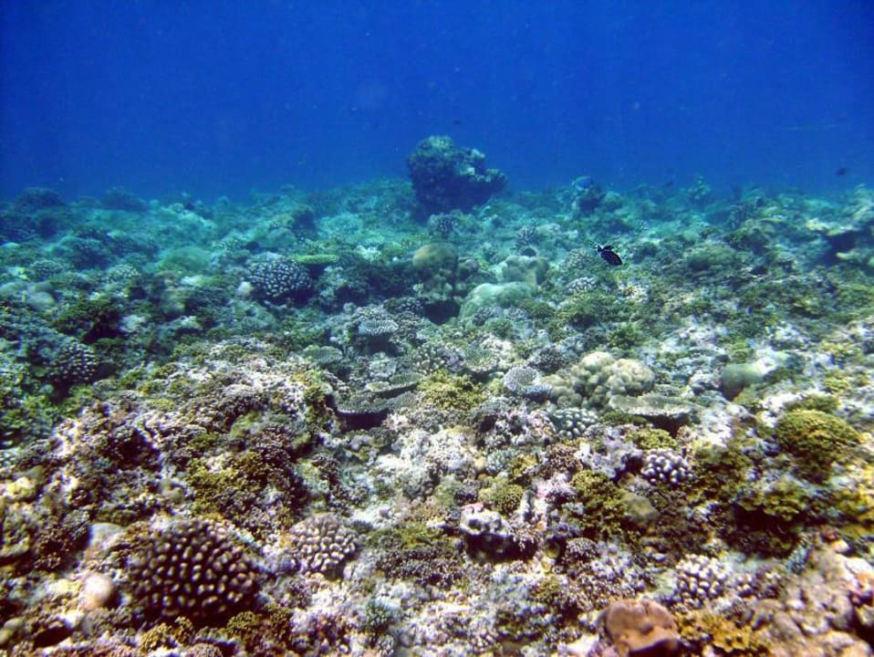 Schönes Hausriff Kuramathi Maldives